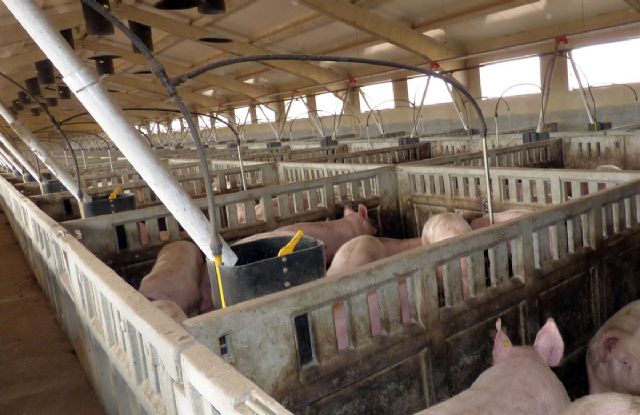 Ecologistas en Acción alegan a la regularización y ampliación de una macrogranja de hasta 3.500 cerdos en Mula