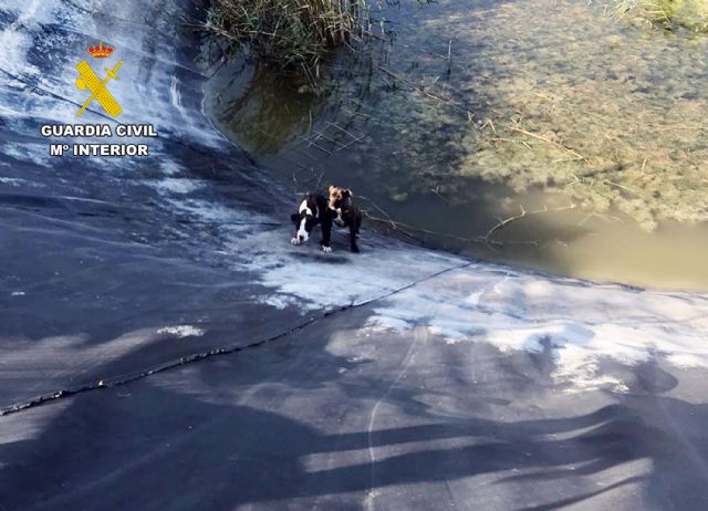La Guardia Civil rescata a dos perros atrapados en una balsa de riego de Mula
